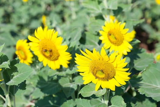 Sunflowers in the field. Sunflower sunflowers in full bloom in the morning.