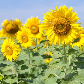 Sunflowers in the field. Sunflower sunflowers in full bloom in the morning.