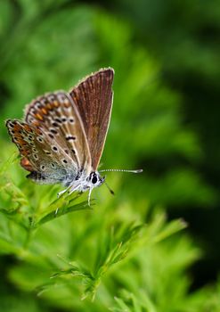 butterfly on flower