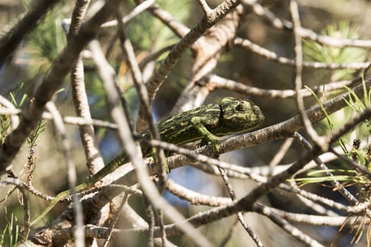 chamaeleon in the wild nature of portugal