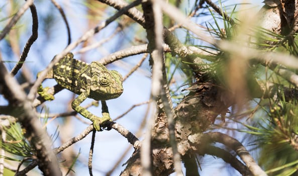 chamaeleon in the wild nature of portugal