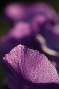 Detail of petals of an Iris flower in full bloom