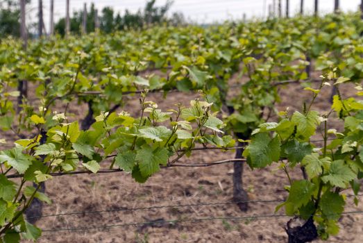 Vines on the Rhine