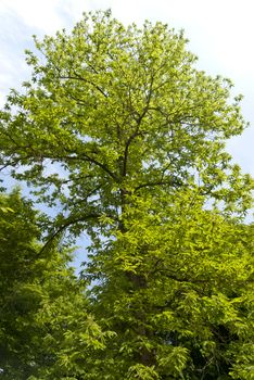 Castanea sativa