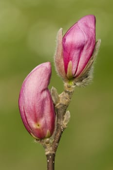 Pink and red Magnolia flower buds on green background