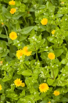 Yellow daisis among green leaves of chickweed