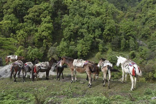 the horse is eating grass on a field in Poonhill, Nepal