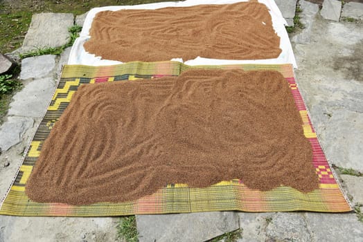 closed up the group of seeds