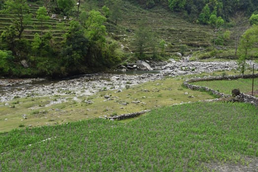 closed up the barley field in Nepal
