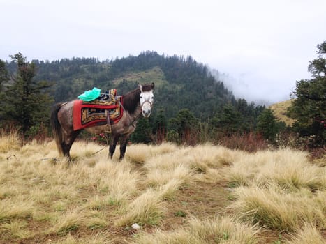 the horse is eating grass on a field in Poonhill, Nepal