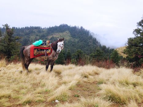 the horse is eating grass on a field in Poonhill, Nepal
