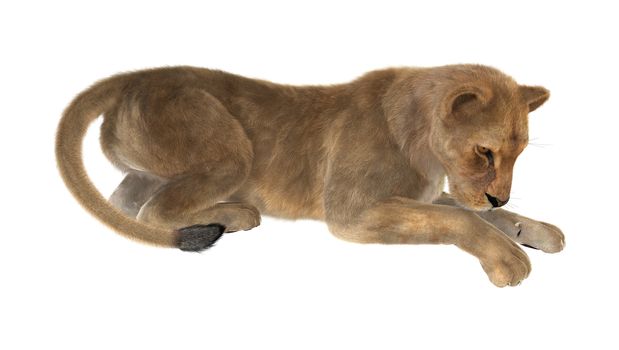 3D digital render of a female lion isolated on white background