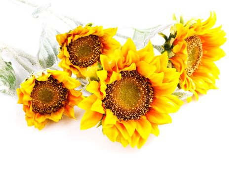sunflowers isolated  on  white, artificial
