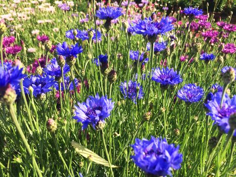 different kinds of colorful flowers