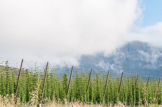 Hops growing near Herold, a small village at the top of the Montagu Pass. The Outeniqua Mountains are in the back