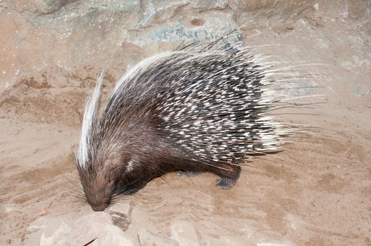 The Cape porcupine or South African porcupine, Hystrix africaeaustralis, is native to central and southern Africa.