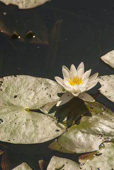 beautiful white lily on a summer lake