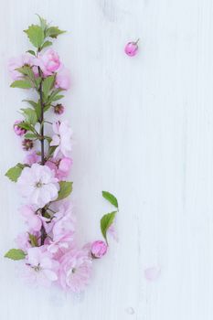 Pink flowers close-up on white wooden background