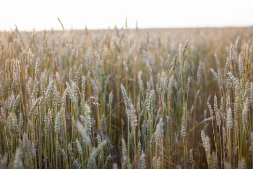 Ripe wheat sprouts