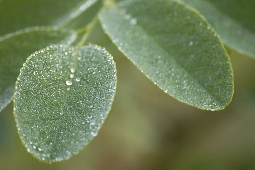 leaves with dew