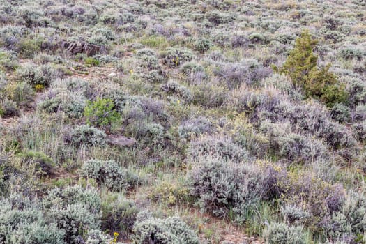 sagebrush, wildflowers and other shrubs - North Park of Colorado in early summer