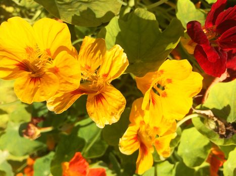 different kinds of colorful flowers