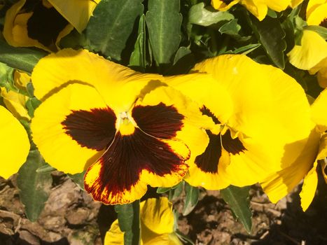 different kinds of colorful flowers