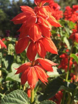 different kinds of colorful flowers