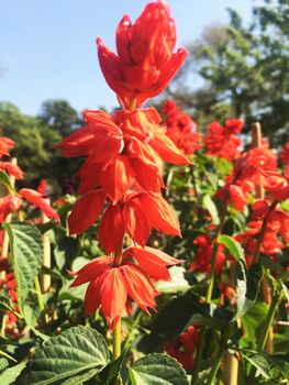 different kinds of colorful flowers