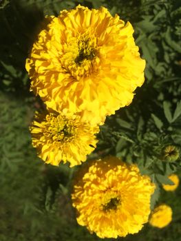 different kinds of colorful flowers