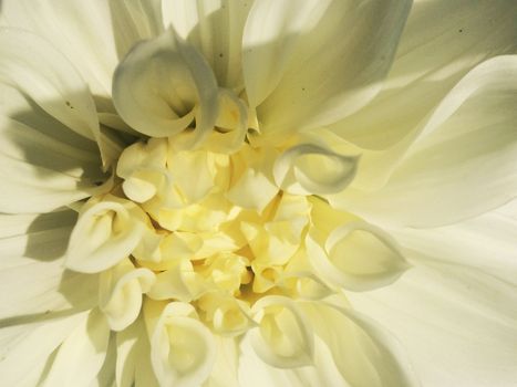 different kinds of colorful flowers