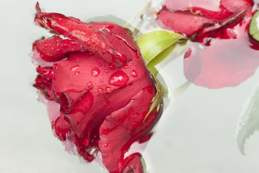 red rose dipped in water.