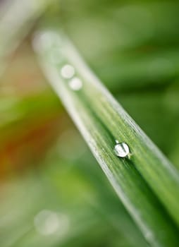 dew drops on the green grass