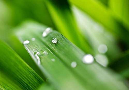 dew drops on the green grass