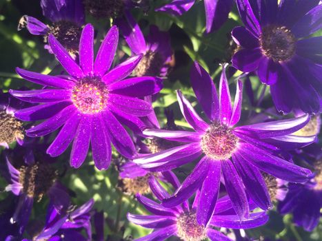 all kinds of colorful flowers and leaves