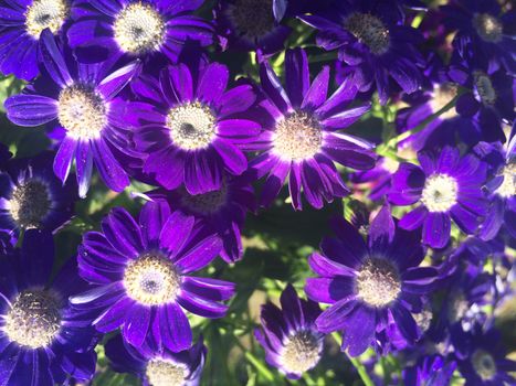 all kinds of colorful flowers and leaves