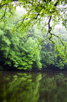 Water landscape in summer. Green trees near the water.