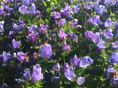 all kinds of colorful flowers and leaves