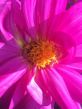 all kinds of colorful flowers and leaves