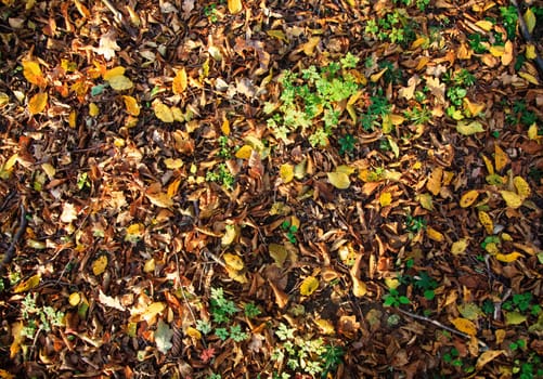 autumn dry leaves on the ground