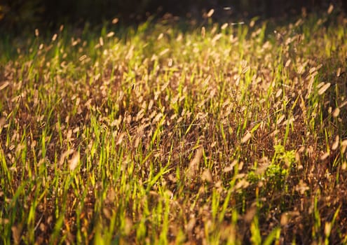 autumn grass  field