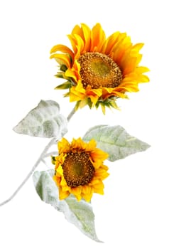 sunflower isolated on white