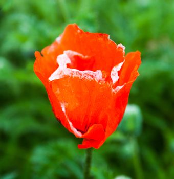 Closeup of the blooming red poppy flower.