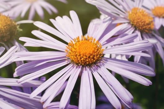 purple daisy flowers