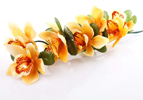 orange orchid on white background
