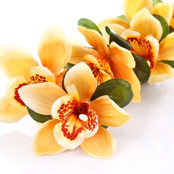 yellow orchid isolated on white