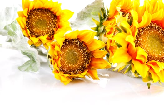 sunflowers on a white background