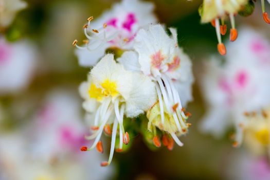 Close-up of white flowers of the horse-chestnut tree.