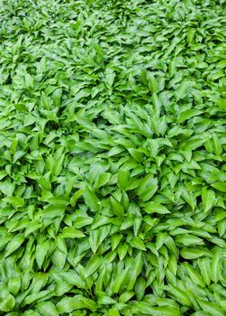 Green leaves of hosta with rain drops.