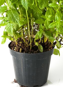 mint plant with pot and roots
